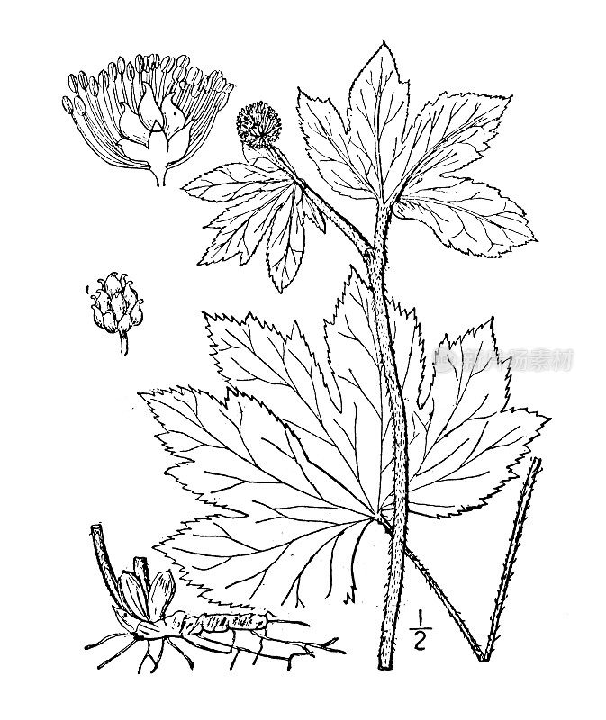 古植物学植物插图:加拿大Hydrastis Canadensis，橘子根